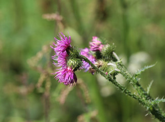 Fototapeta premium marsh thistle (Cirsium palustre)