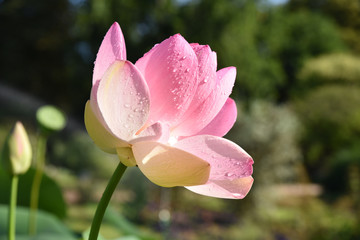 Lotus rose au jardin en été