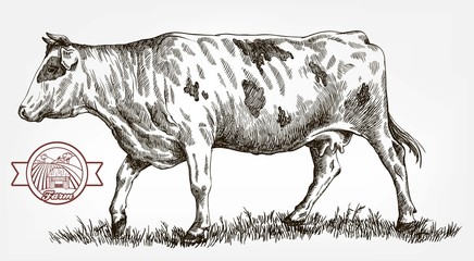 breeding cow. animal husbandry. livestock