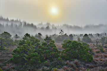 sunrise on a foggy peat bog