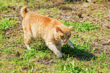 wild red cat
