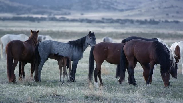 View of wild horses grazing as young filly nurses