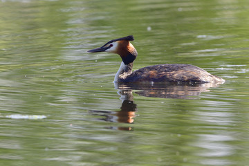 M&auml;nnlicher Haubentaucher in der Morgensonne