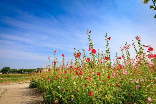 Hibiscus In The Field