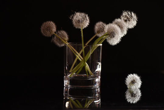 White fluffy flowers dandelions in a glass on a black background. Delicate weightless fluff.
