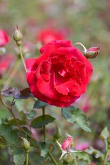 red damask rose flower in garden