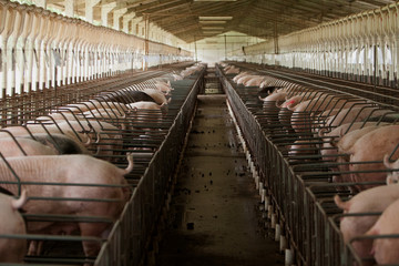 Laboratório de semen