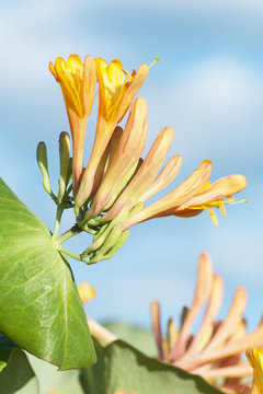 Yellow honeysuckle flowers on blue sky background
