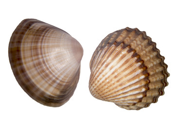 Two shells close up on a white background