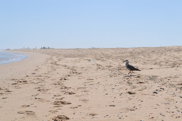 Fototapeta na wymiar Seagull in the sand. Beach.