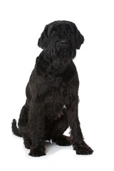 Obraz premium Riesenschnauzer