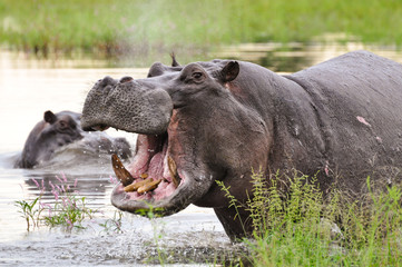 Fototapeta na wymiar Open Mouth Hippo