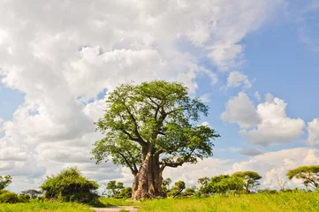 Abwaschbare Fototapete Baobab Affenbrotbaum