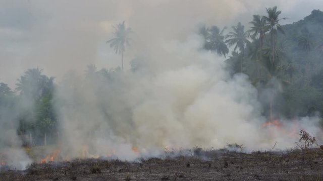 Field Fire in Tropical Country