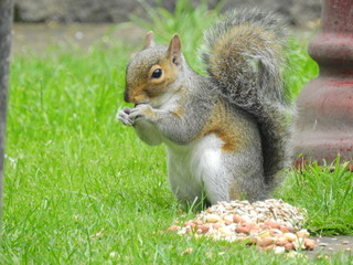 Sammy squirrel