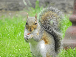Sammy squirrel