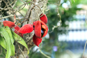 closeup chestnut tree with soft-focus and over light in the background