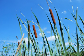 cat tails