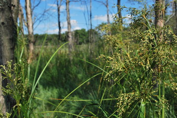 plant