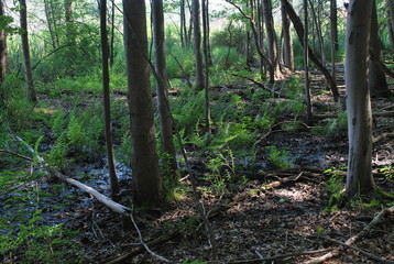 swamp-woods