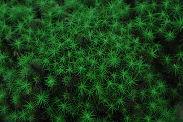 green moss