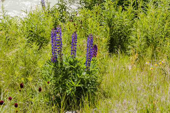 Engadin, Oberengadin, Samedan, Flaz, Fluss, Uferweg, Lupine, Bergblume, Sommer, Wanderweg, Alpen, Graub&uuml;nden, Schweiz