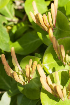 Yellow honeysuckle flowers on blue sky background