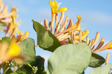 Yellow honeysuckle flowers on blue sky background