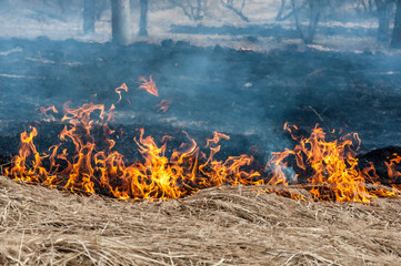 The forest fire