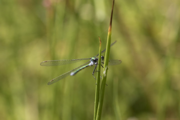 emerald damselfly