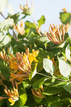 Yellow honeysuckle flowers on blue sky background