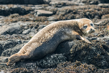 Naklejka premium Grey Seals