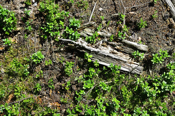 Pine cones and twigs on the forest floor