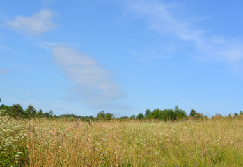 Natural summer European landscape: field with grass, white flowers sunny day, wildlife.