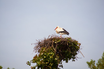 Stork sitting in the nest