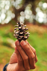 Pine cone and hand