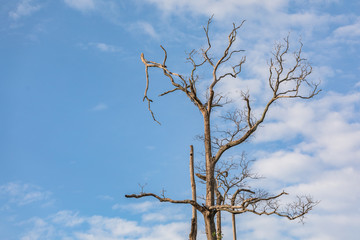 Beautiful Leafless Tree In The Park Of KamphaengPhet Province, Thailand.