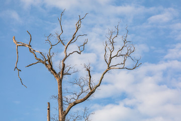 Beautiful Leafless Tree In The Park Of KamphaengPhet Province, Thailand.