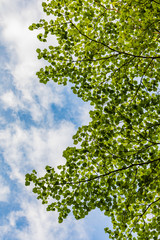 Green Leaf On Beautiful Sky, Thailand.