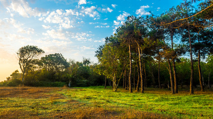 Early morning on the glade in forest