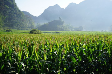 Cornfield in Vietnam