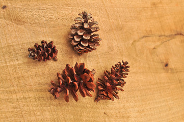 Pine cone