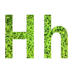 English alphabet “H.h” made from green grass on white background for isolated with clipping path, Capital letter and small letter  from green grass on white background for isolated