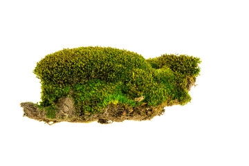 Moss on a white background