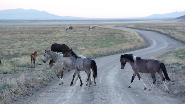 Panning view of wild horses crossing dirt road