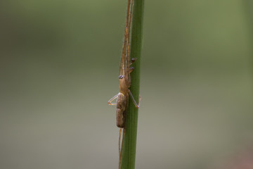 stretch spider