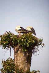 Two storks are sitting in the nest