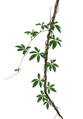 Wild morning glory leaves climbing on twisted jungle liana isolated on white background, clipping path included
