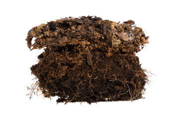 Forest turf on white background