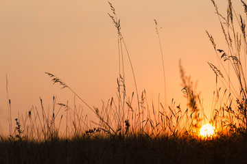 Autumn or summer sunset - the sun through the silhouette of grass.